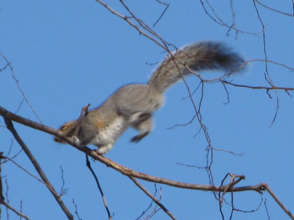 Squirrel, fliegend
